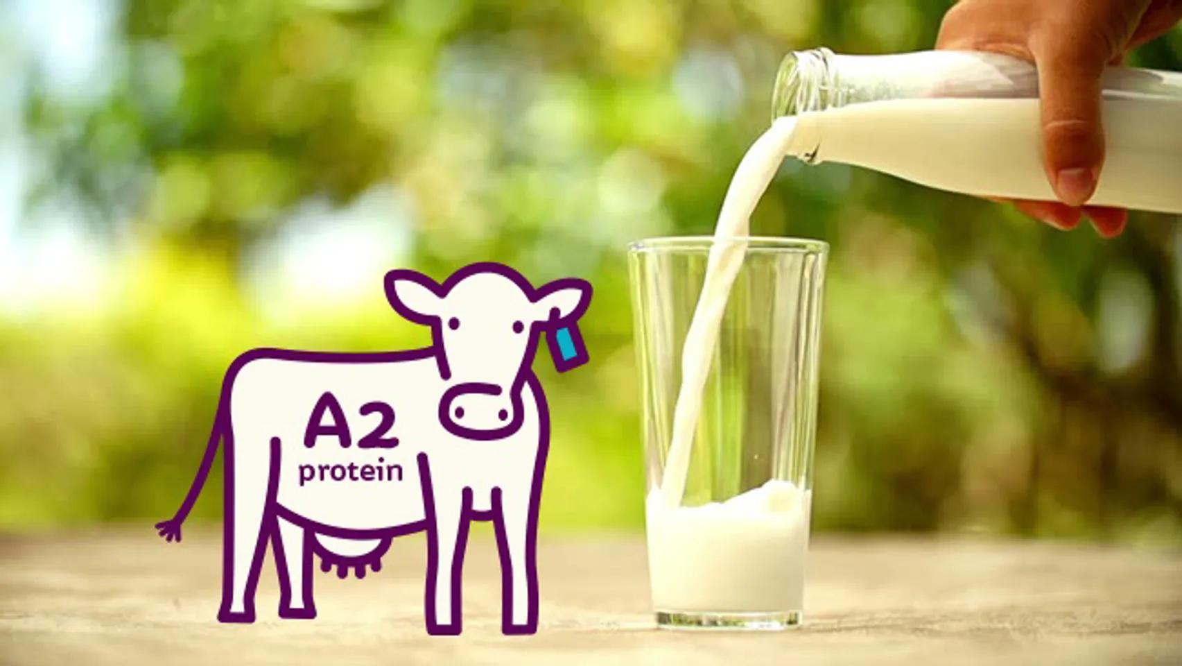 Cách pha sữa A2 Full Cream của Úc