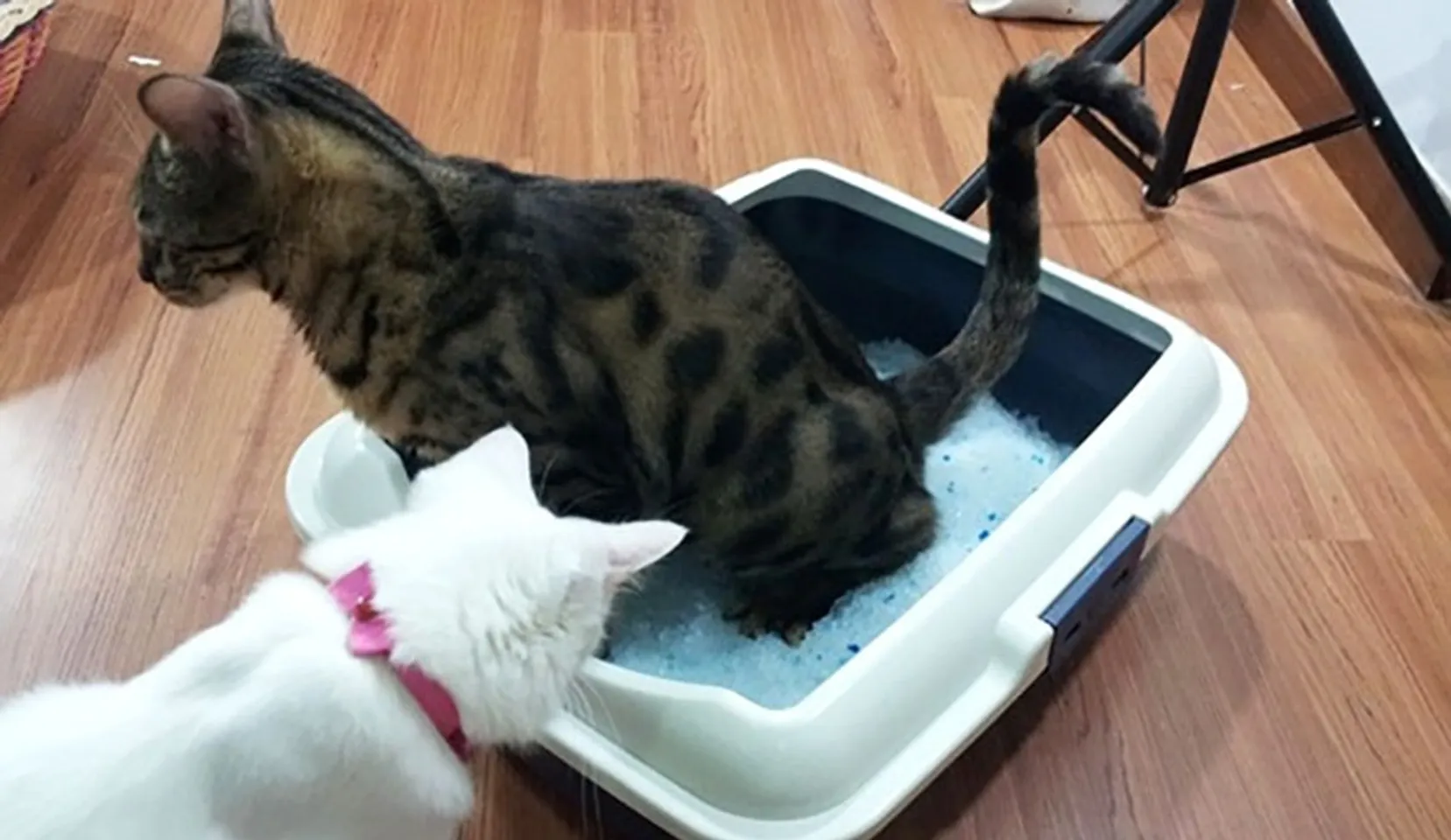 Sử dụng cát vệ sinh thủy tinh cho mèo chăm sóc tối ưu