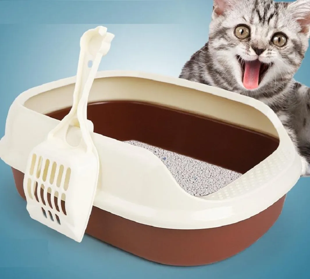Sử dụng cát vệ sinh hạt trắng cho mèo 
