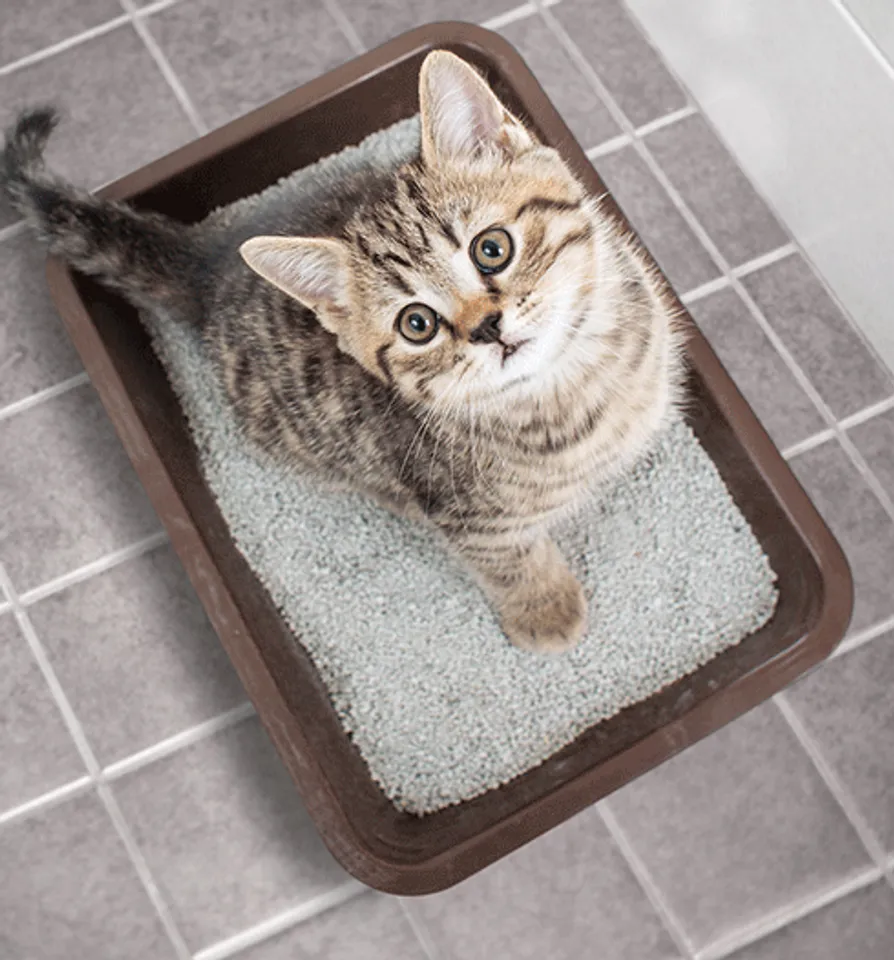 Cát vệ sinh Katz Comfort hỗ trợ chăm sóc hiệu quả cho không gian sống của mèo