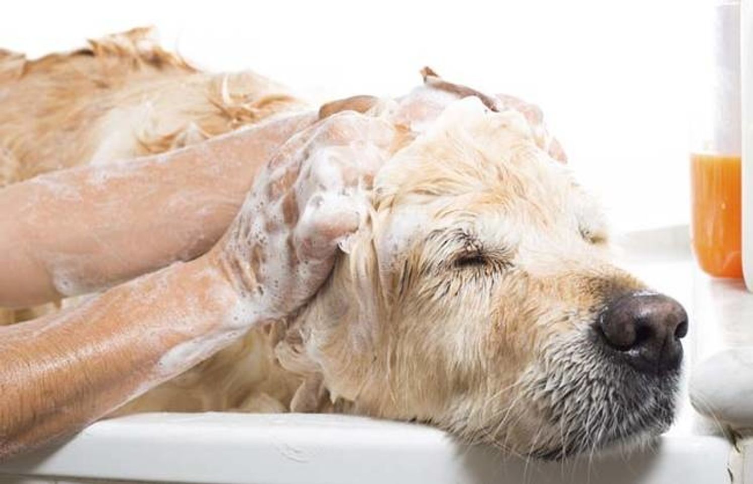 Sữa tắm Enoug SOS dành cho giống chó Labrador