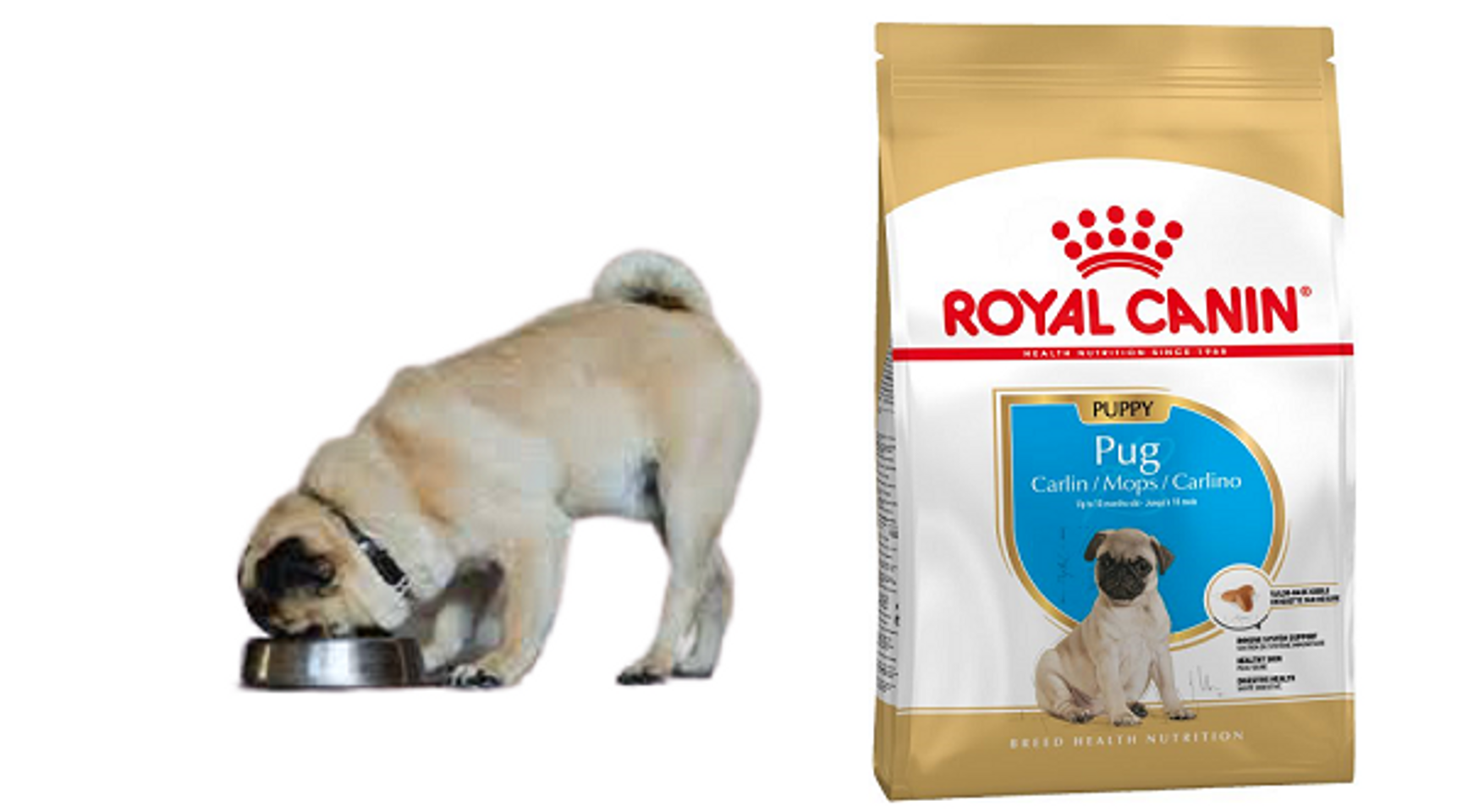 Tỷ lệ thức ăn hạt chó Royal Canin Pug Puppy phù hợp độ tuổi
