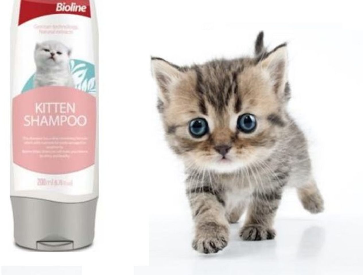 Dầu gội Bioline Kitten Shampoo sử dụng cho mèo