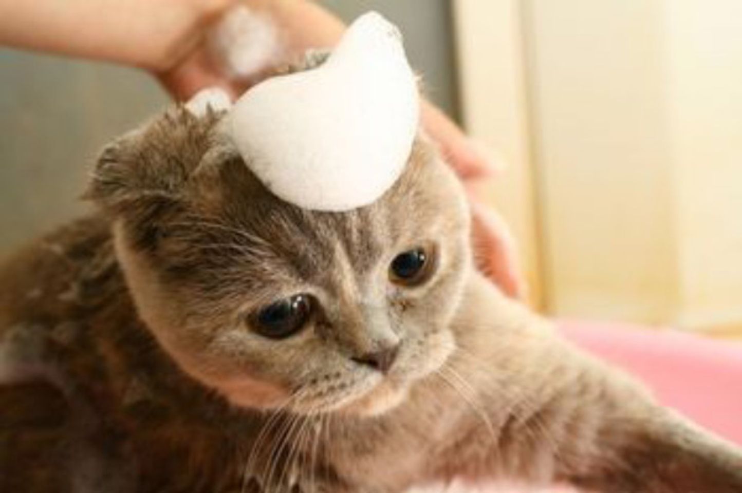  Bioline Deshedding shampoo chăm sóc lông mèo mềm mượt
