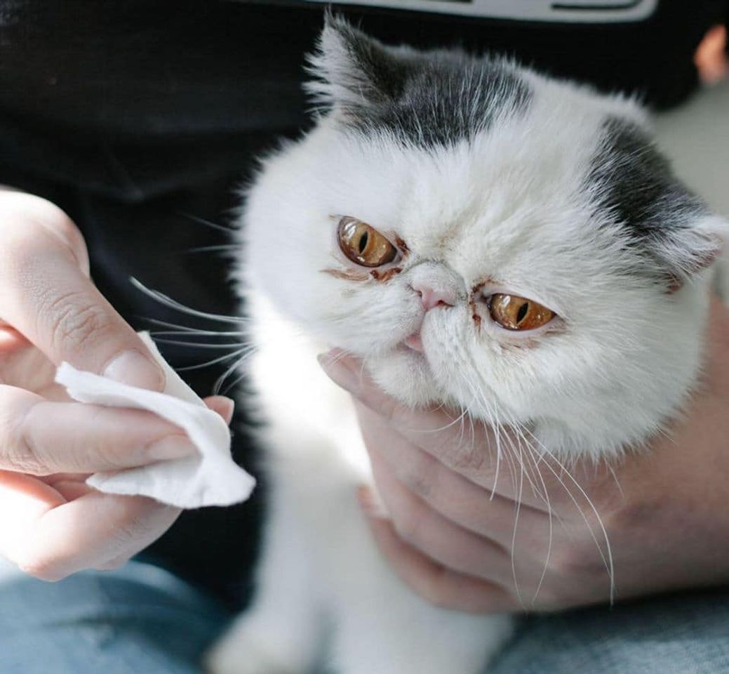 Chăm sóc mắt cho mèo với dung dịch 