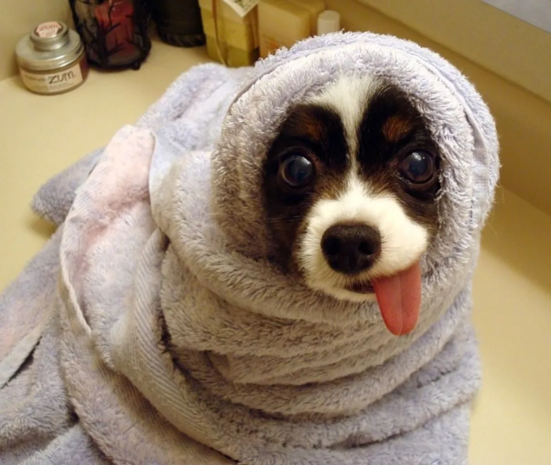 Hướng dẫn cơ hội tắm cho chó con an toàn