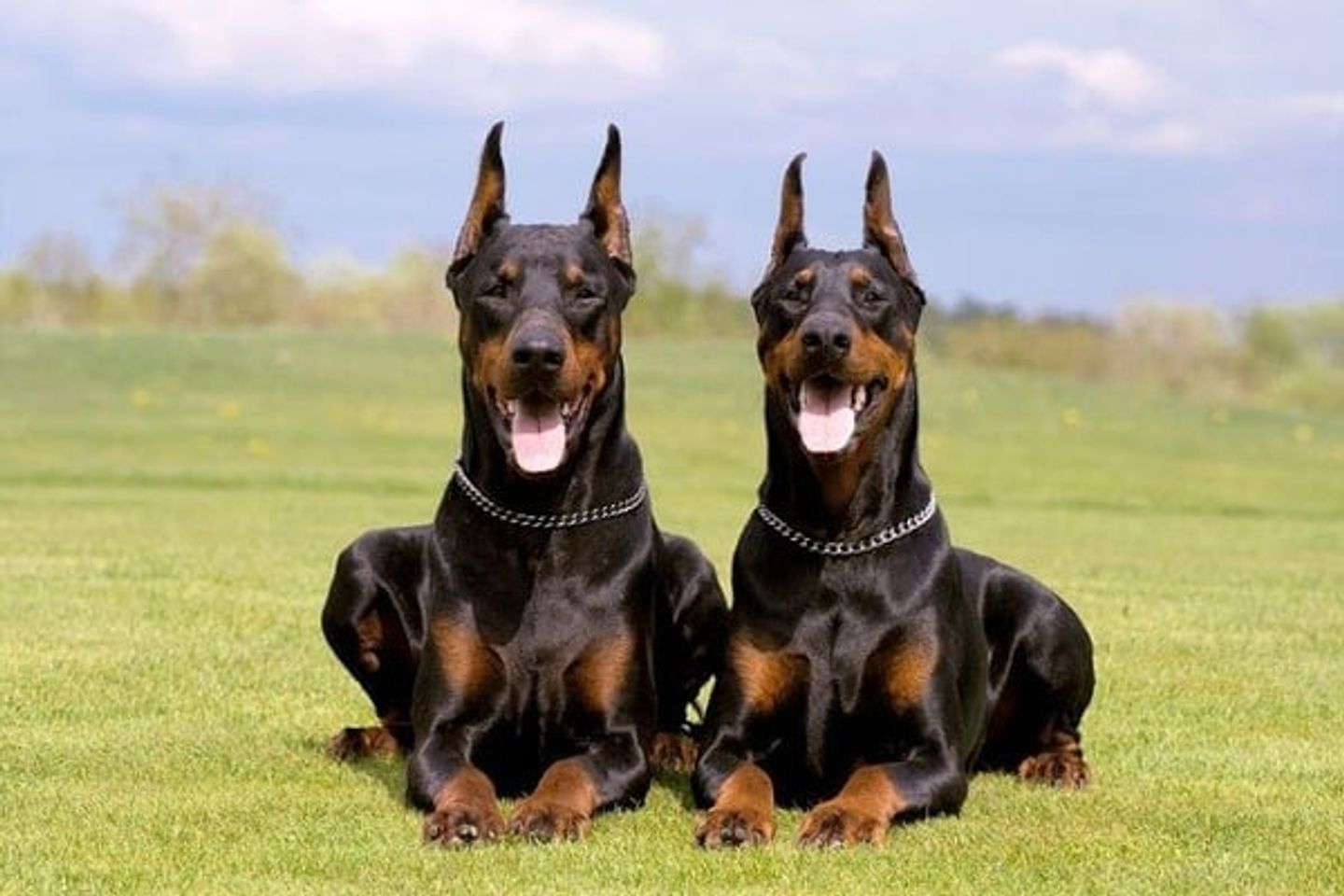 Ch&oacute; Doberman