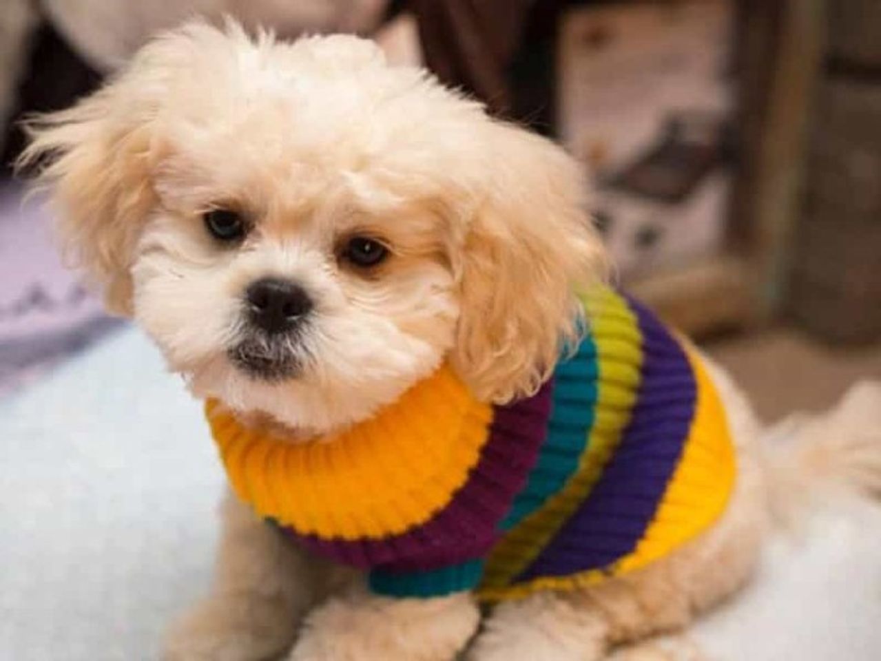 Ch&oacute; Bắc Kinh lai Nhật