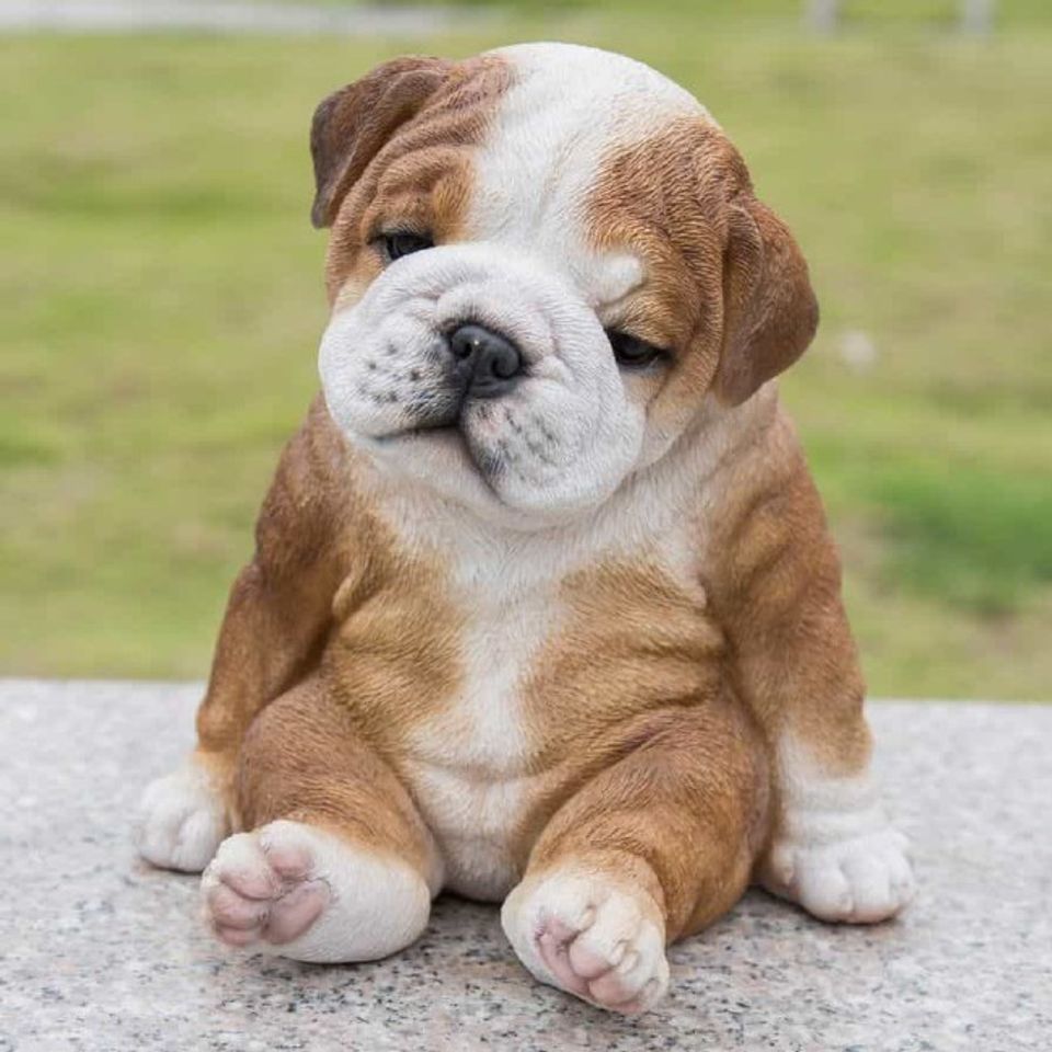 Ch&oacute; Bulldog