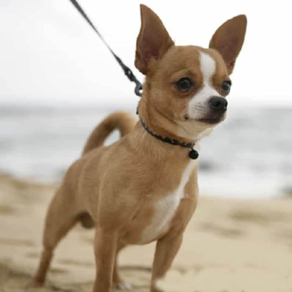 Ch&oacute; Chihuahua
