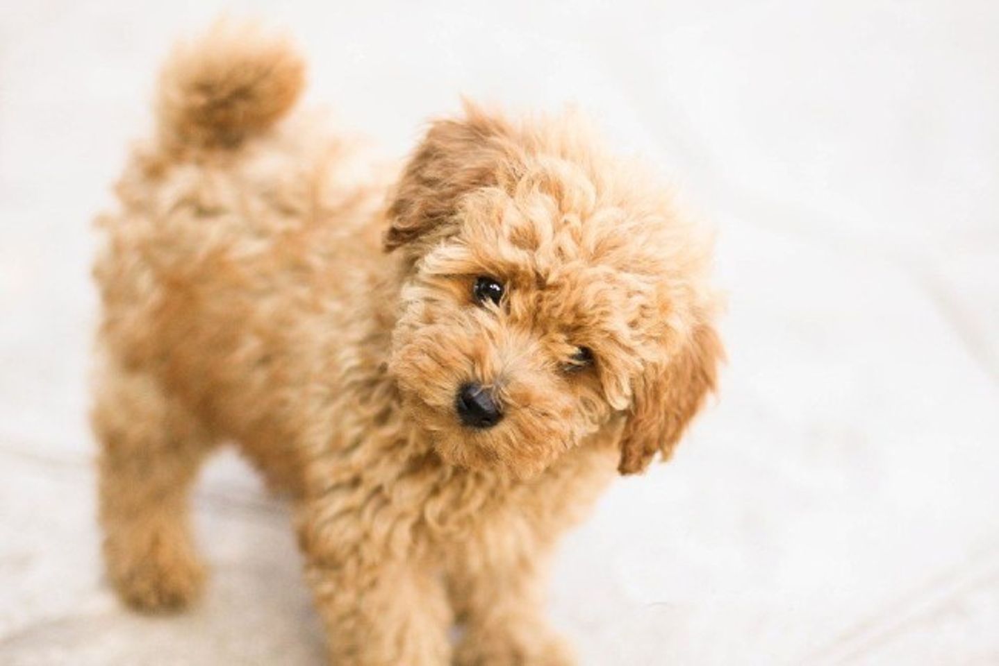Tuổi thọ của ch&oacute; Poodle