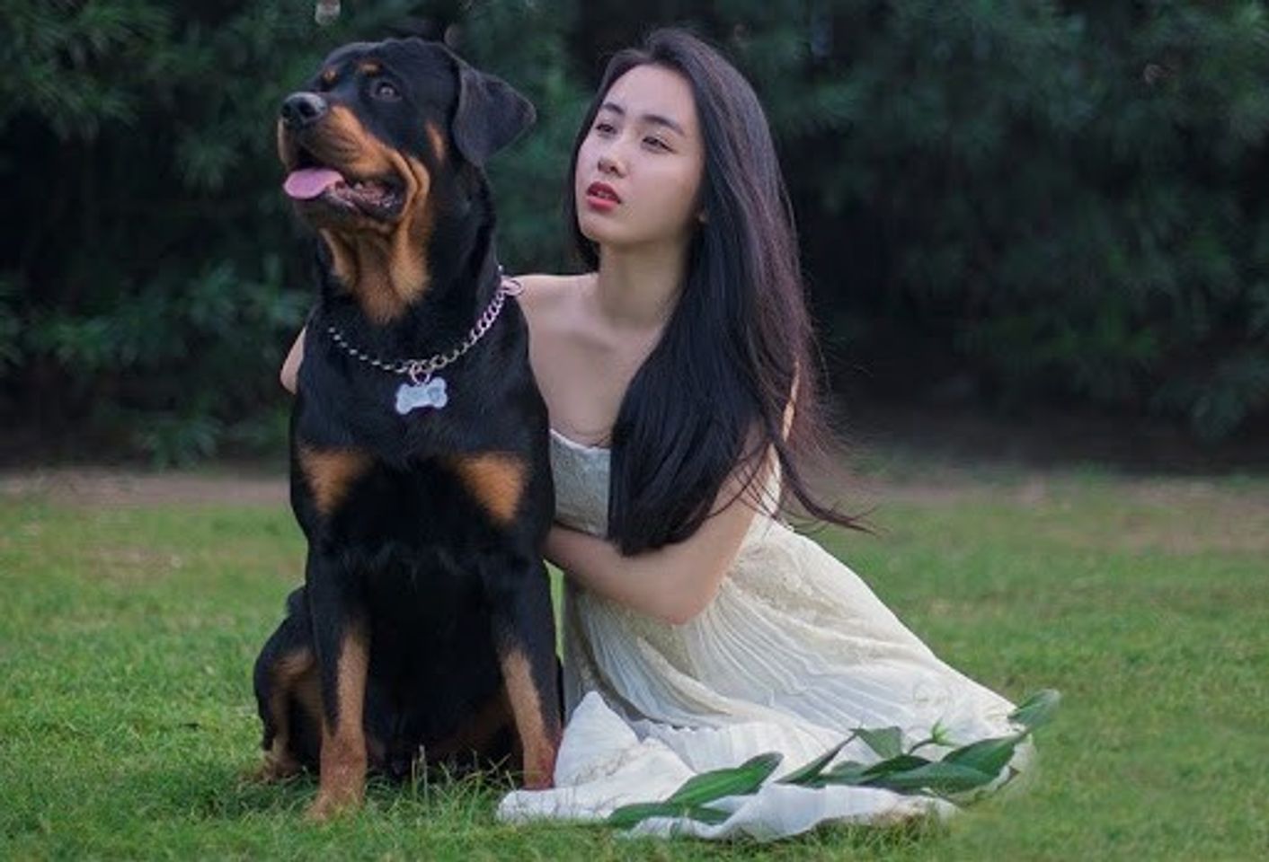 Ch&oacute; Rottweiler