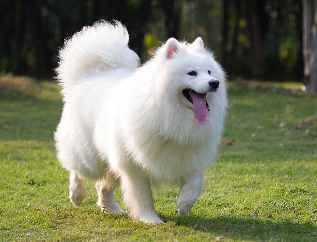 Ch&oacute; Samoyed