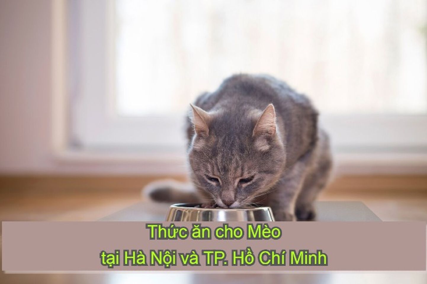 Thức ăn cho m&egrave;o H&agrave; Nội v&agrave; TPHCM uy t&iacute;n