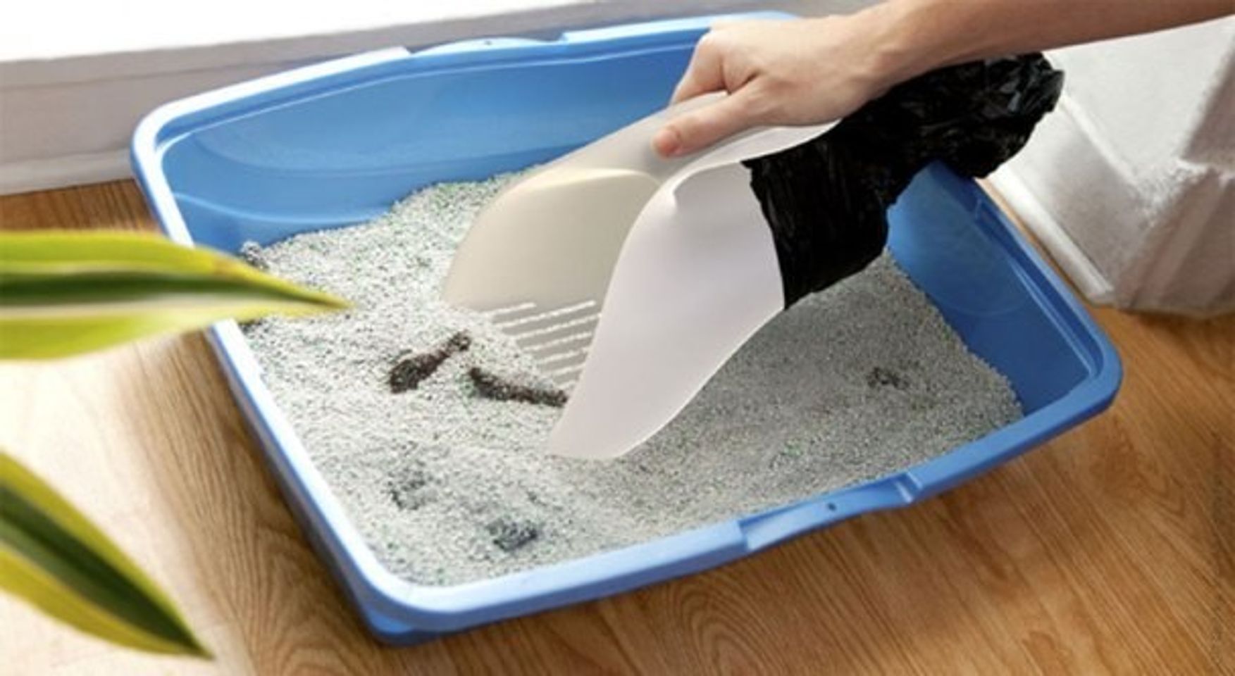c&aacute;t vệ sinh cho m&egrave;o l&agrave; giống c&aacute;t c&oacute; chứa c&aacute;c hợp chất