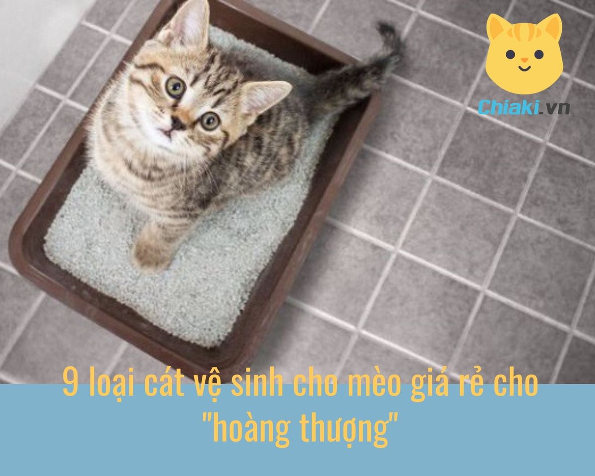 Đ&aacute;nh gi&aacute; những loại c&aacute;t vệ sinh cho m&egrave;o gi&aacute; rẻ được y&ecirc;u th&iacute;ch hiện nay