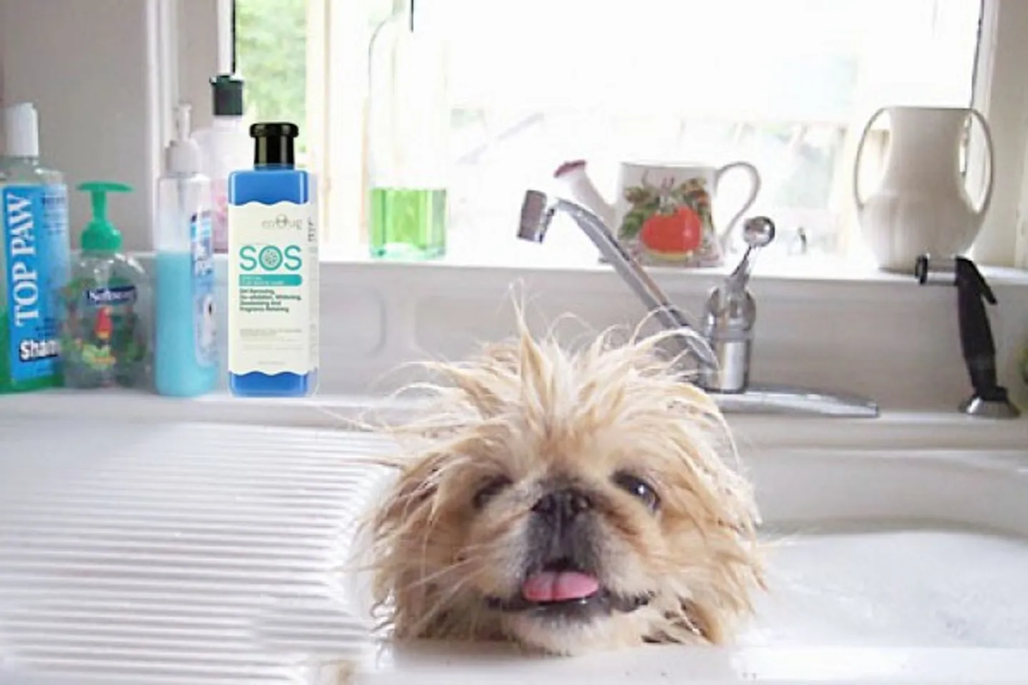 Chó cưng ko cần thiết tắm rất nhiều, tuy nhiên đáp ứng 1 -2 lần/ tháng