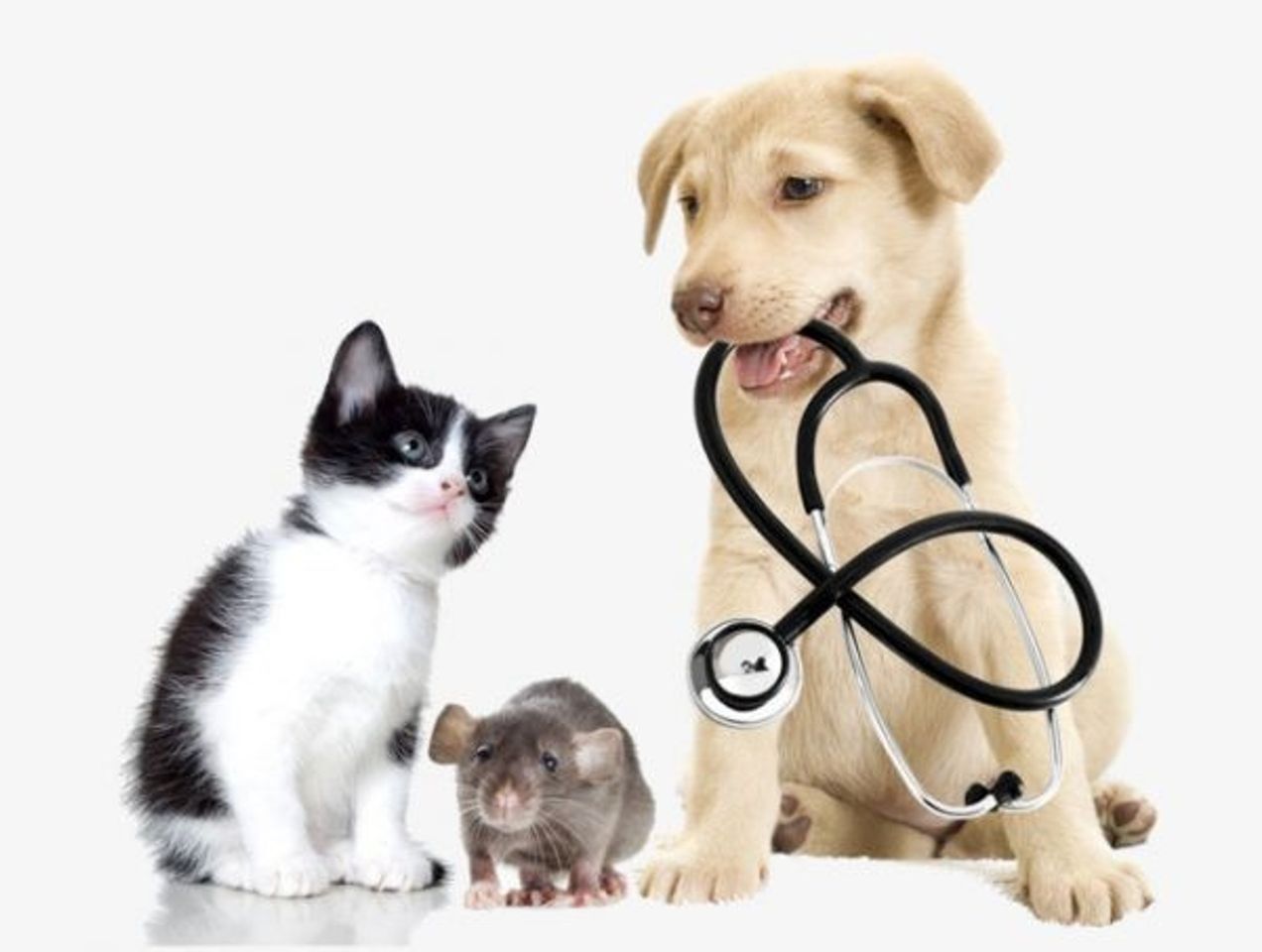 Đưa th&uacute; cưng đi kh&aacute;m tổng qu&aacute;t trước chuyến đi 