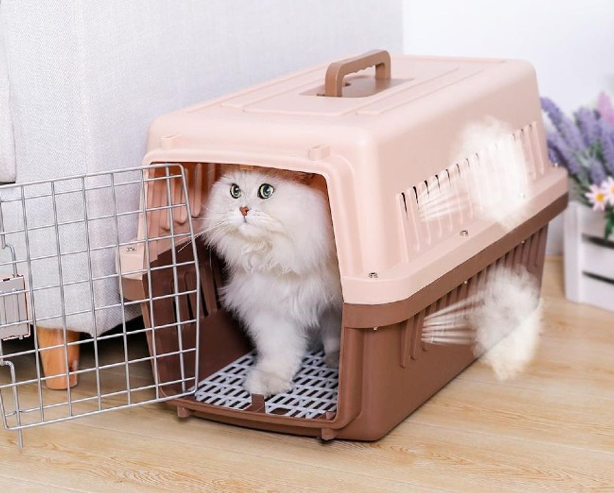 Vận chuyển ch&oacute; m&egrave;o bằng &ocirc; t&ocirc; cần c&oacute; một chiếc lồng chắc chắn