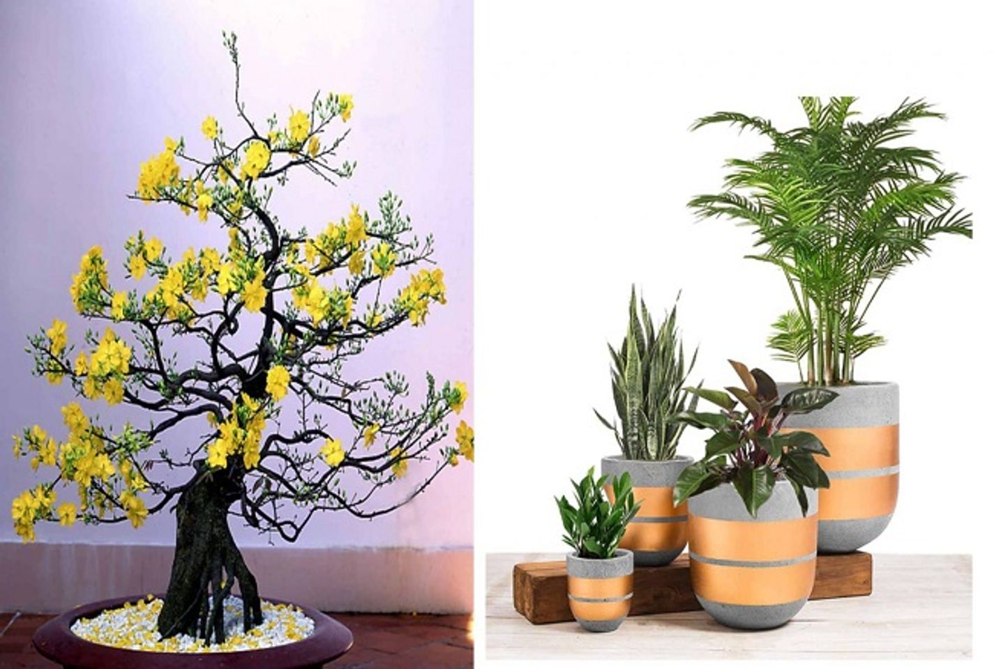 C&acirc;y cảnh - qu&agrave; Tết cho bố mẹ