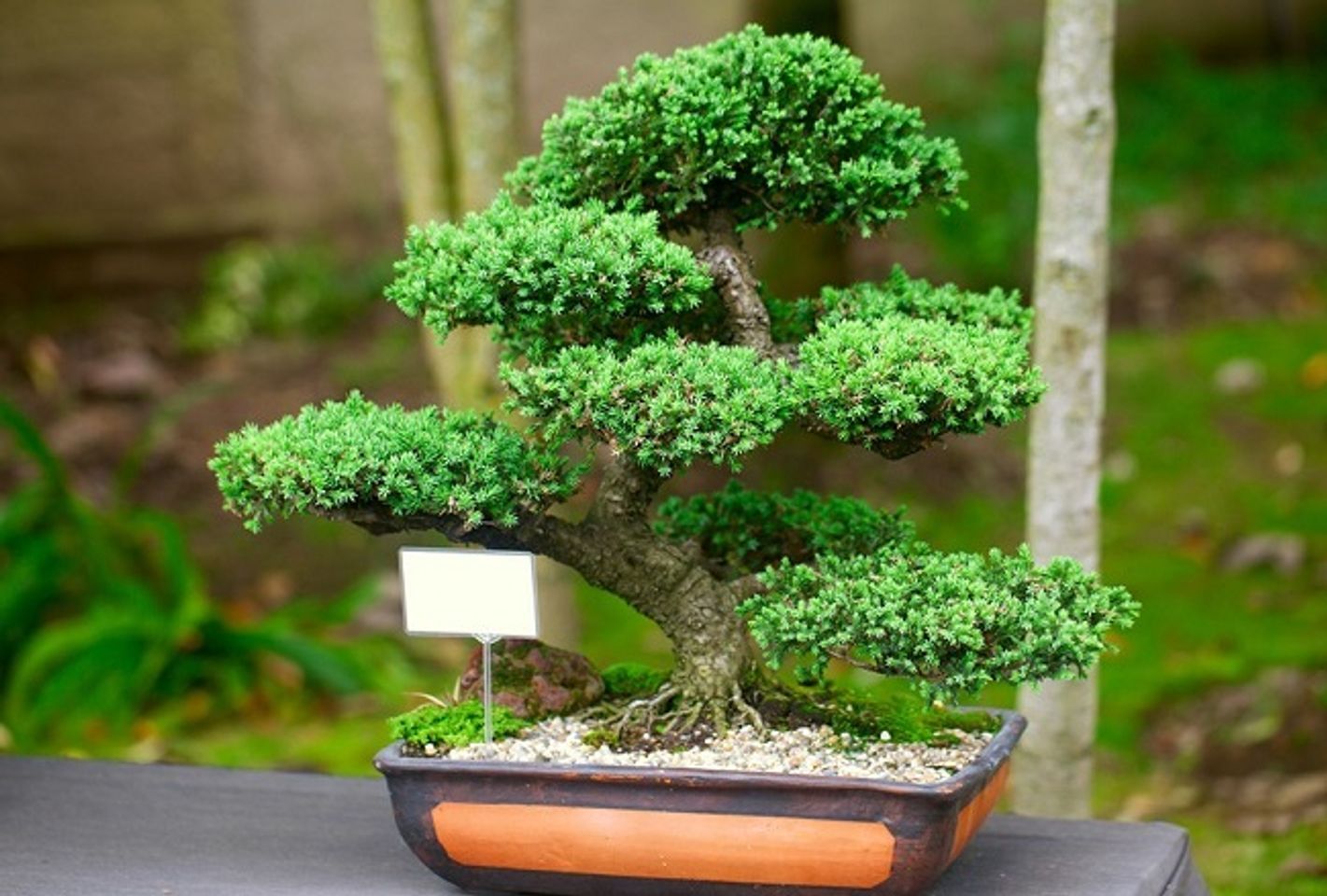 C&acirc;y cảnh - qu&agrave; Tết cho người lớn tuổi