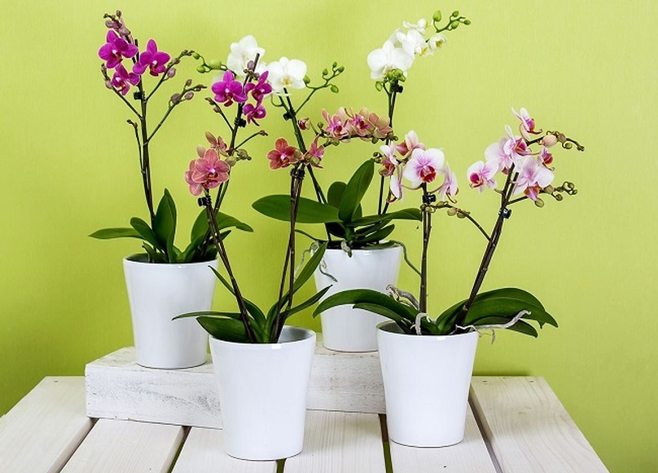 Hoa lan - qu&agrave; Tết cho bố mẹ