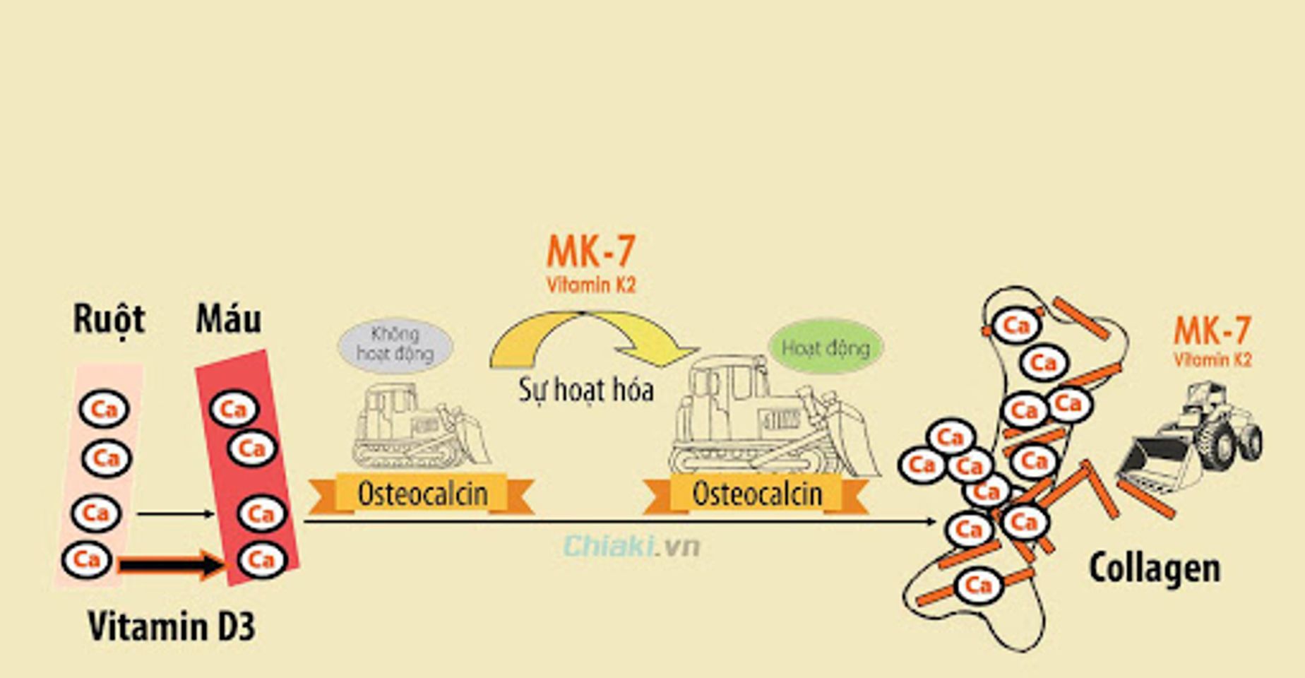Vitamin D3 K2 l&agrave; g&igrave;? Vai tr&ograve; của vitamin D3 đối với trẻ sơ sinh v&agrave; trẻ nhỏ