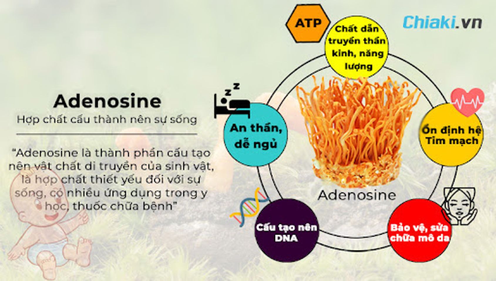 Adenosine trong tr&ugrave;ng thảo gi&uacute;p bảo vệ tim mạch