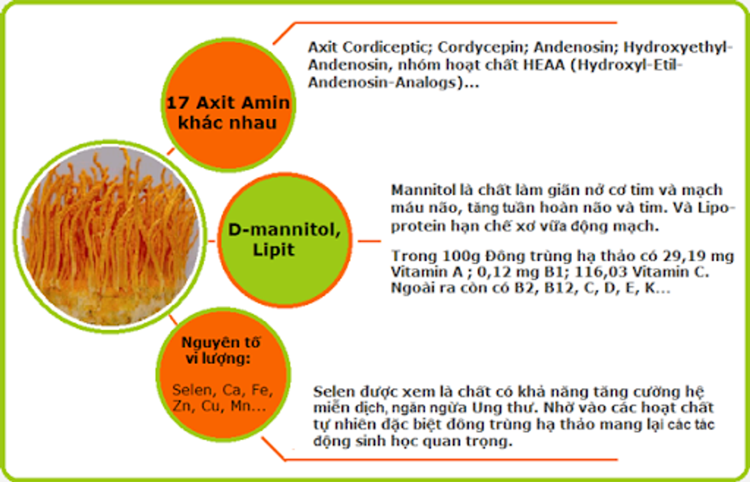 Th&agrave;nh phần dinh dưỡng của đ&ocirc;ng tr&ugrave;ng hạ thảo