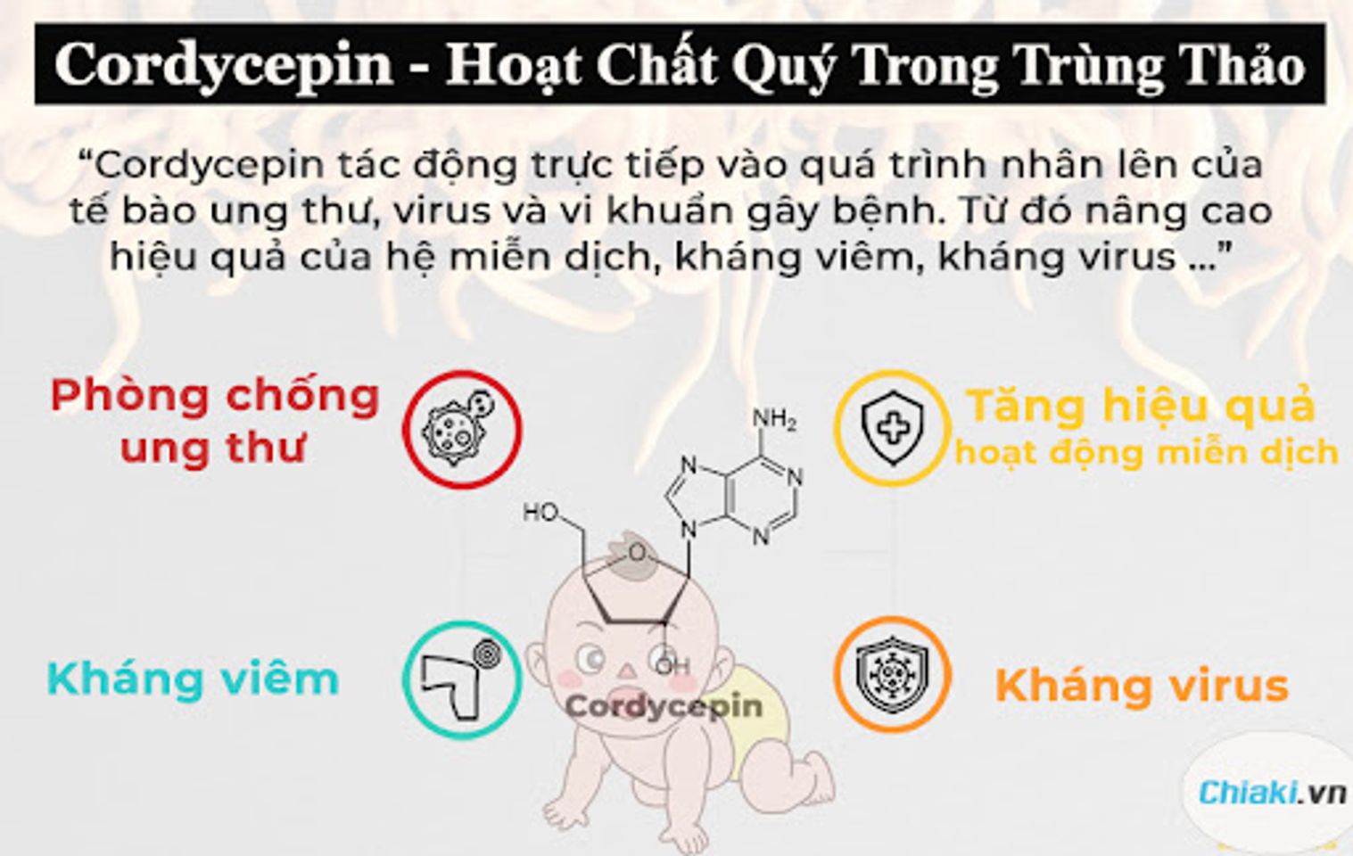 Cordycepin trong tr&ugrave;ng thảo gi&uacute;p bảo vệ hệ miễn dịch