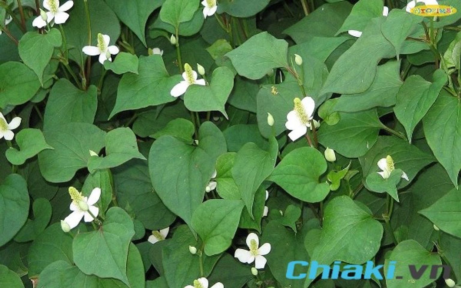 c&aacute;ch trị ho cho b&eacute; 1 tuổi, C&aacute;ch chữa ho cho b&eacute; 1 tuổi bằng l&aacute; diếp c&aacute;