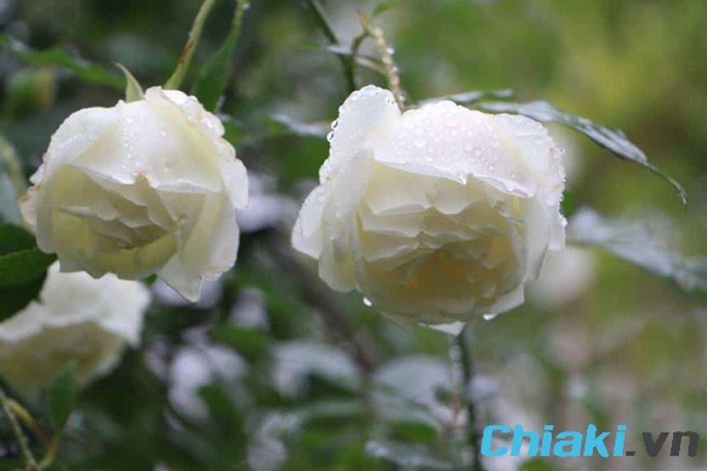 c&aacute;ch trị ho cho b&eacute; 1 tuổi, C&aacute;ch trị ho cho trẻ bằng hoa hồng bạch&nbsp;