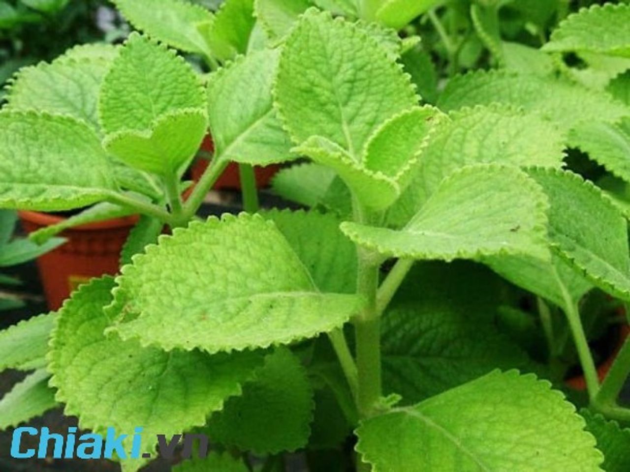 c&aacute;ch trị ho cho b&eacute; 1 tuổi, C&aacute;ch trị ho sổ mũi cho b&eacute; 1 tuổi bằng l&aacute; h&uacute;ng chanh&nbsp;