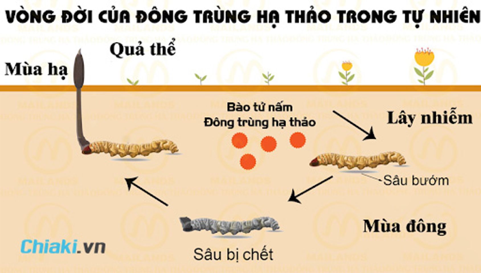 Đ&ocirc;ng tr&ugrave;ng hạ thảo l&agrave; g&igrave;?
