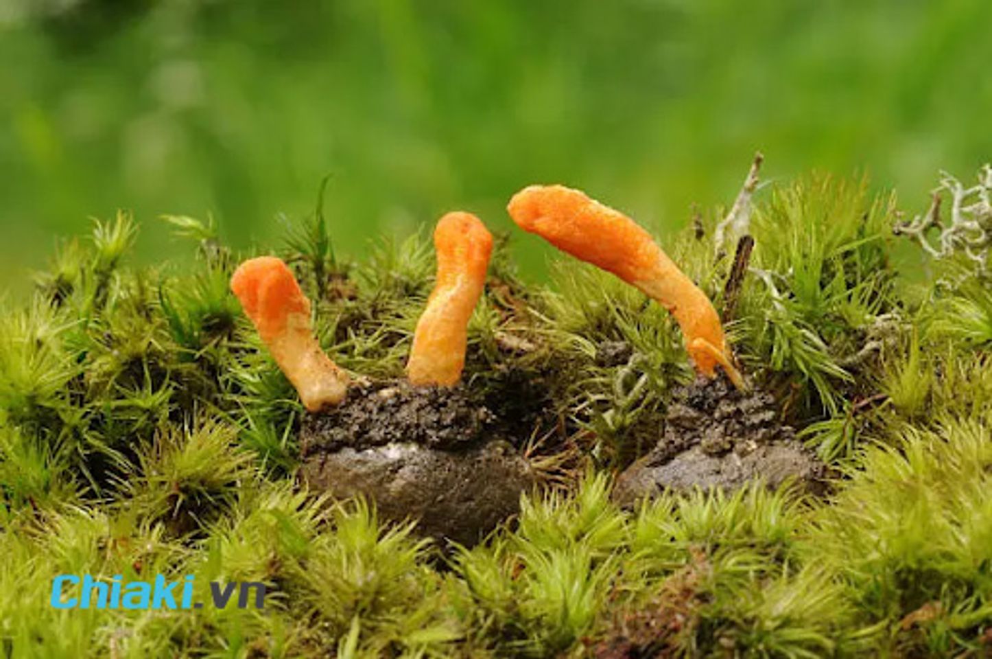 Đ&ocirc;ng tr&ugrave;ng hạ thảo T&acirc;y tạng cực kỳ qu&yacute; hiếm v&agrave; đắt đỏ