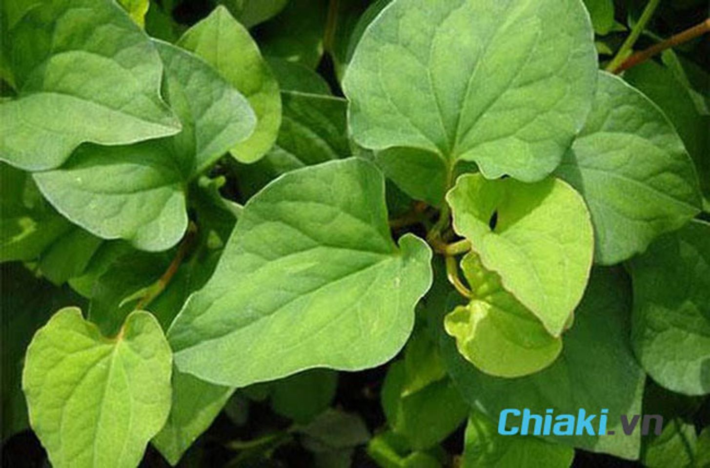 Rau diếp c&aacute; chứa Vitamin A