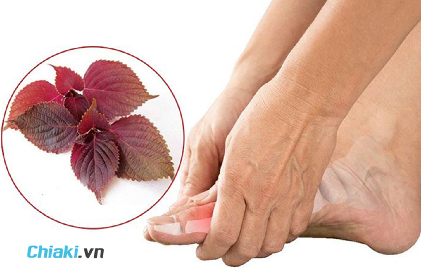 Bột l&aacute; t&iacute;a t&ocirc; gi&uacute;p hỗ trợ điều trị bệnh Gout