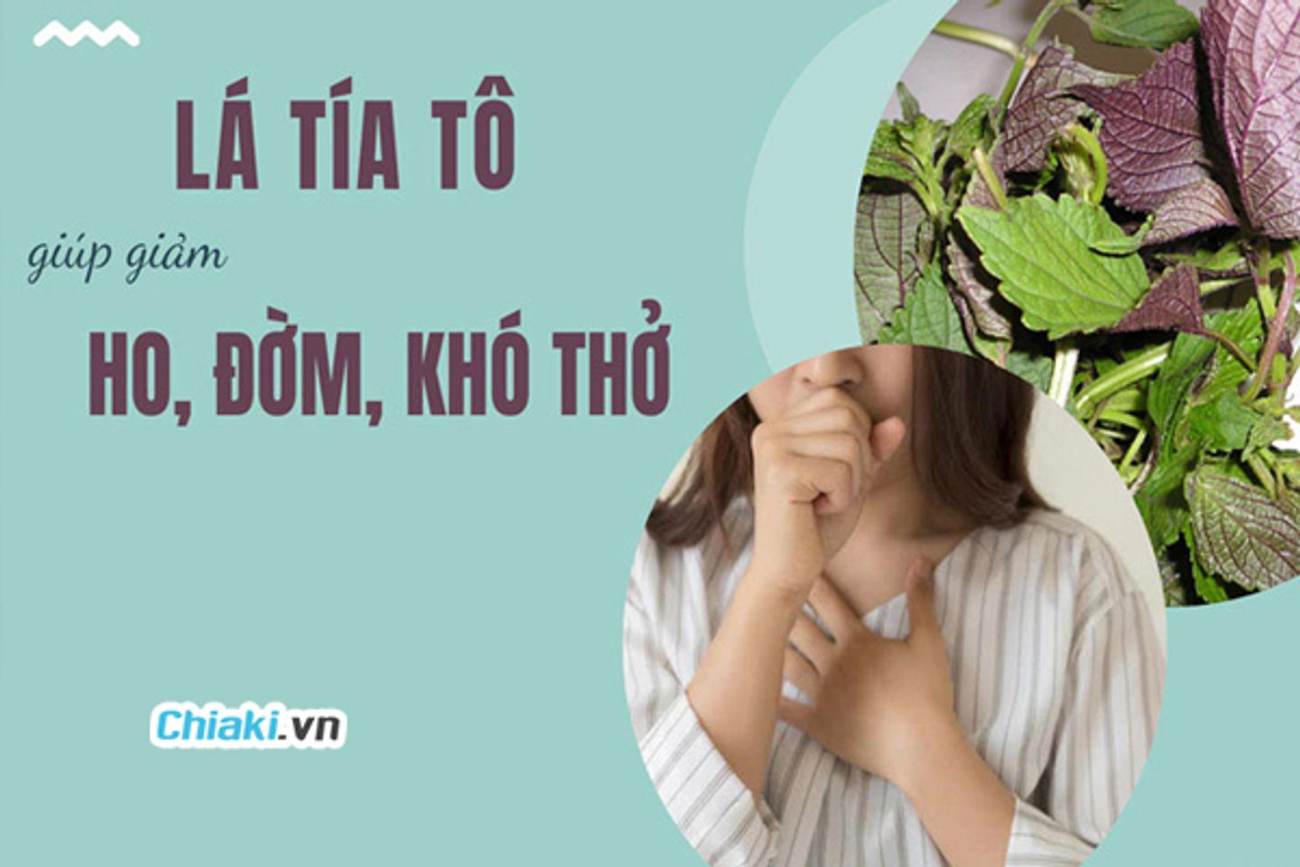 T&iacute;a t&ocirc; gi&uacute;p hỗ trợ điều trị ho, đờm, hen suyễn