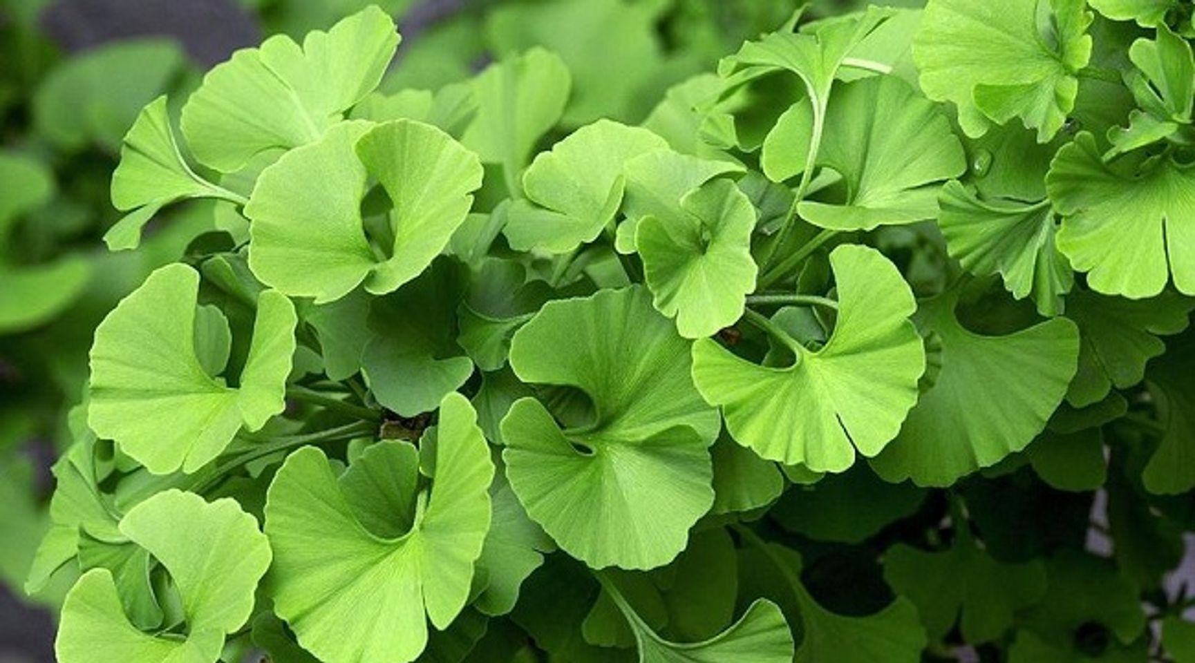 Ginkgo Biloba l&agrave; g&igrave;