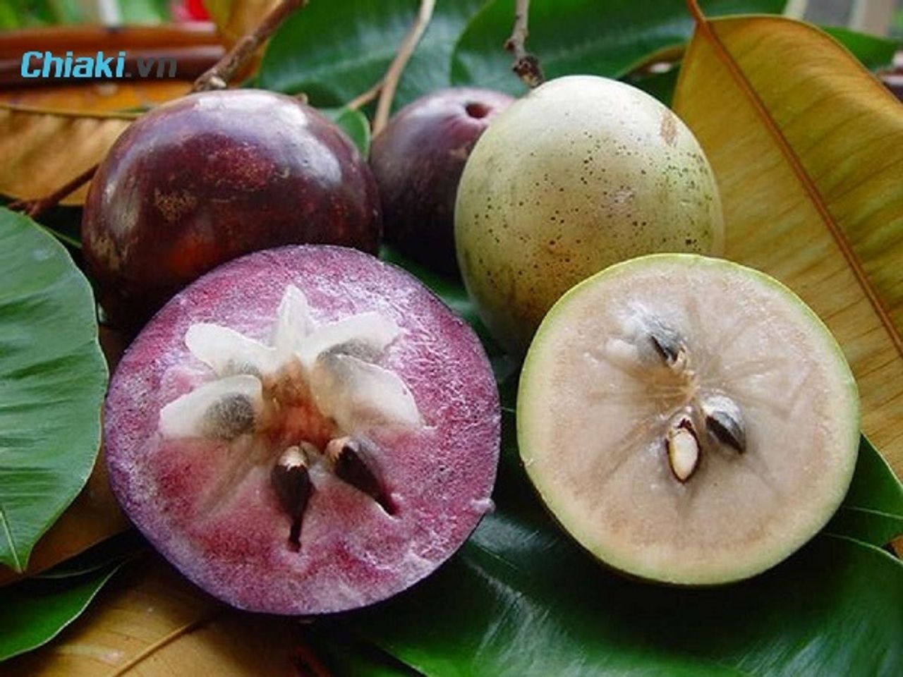 Quả v&uacute; sữa