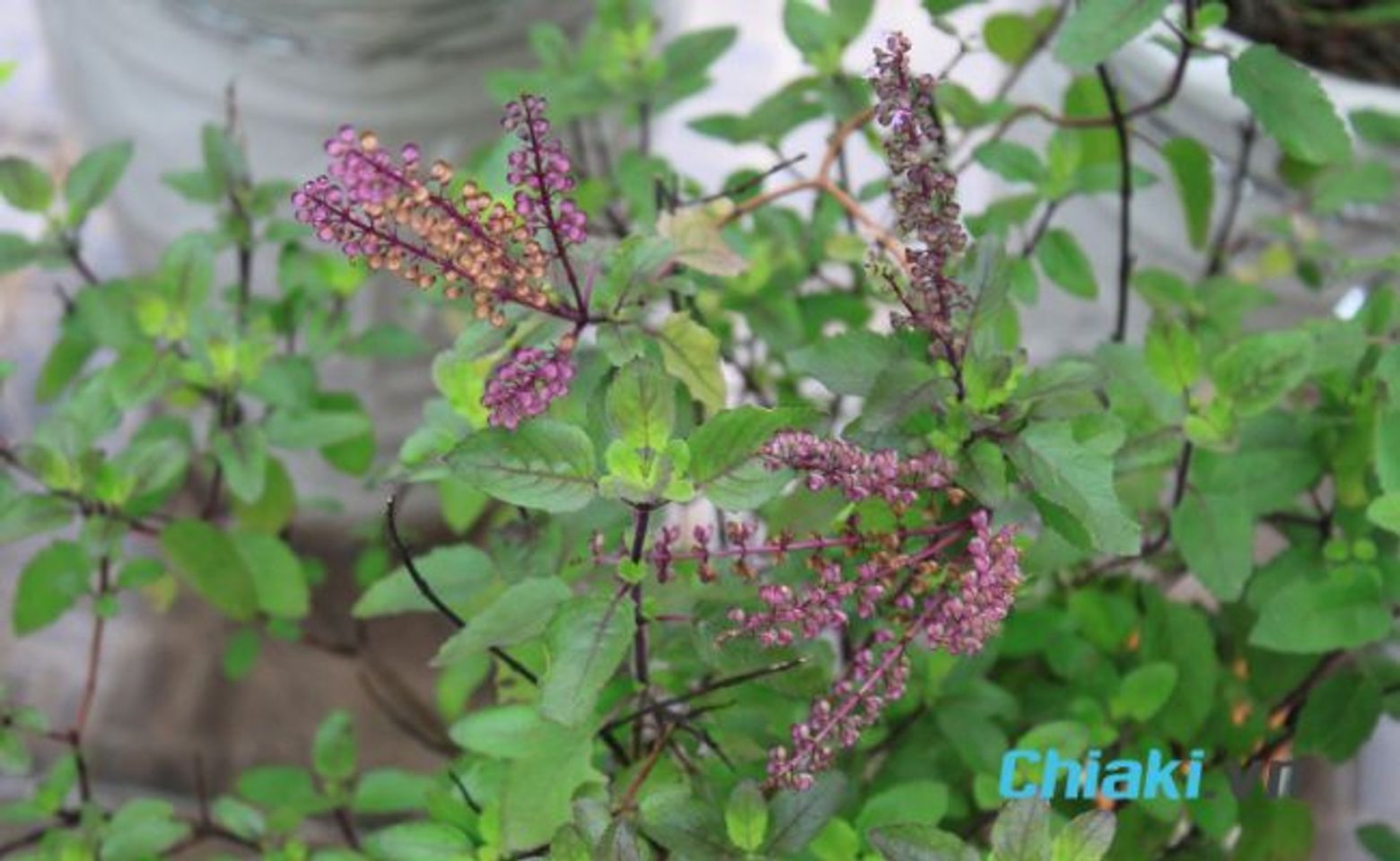 Trị nấm da đầu bằng hương nhu