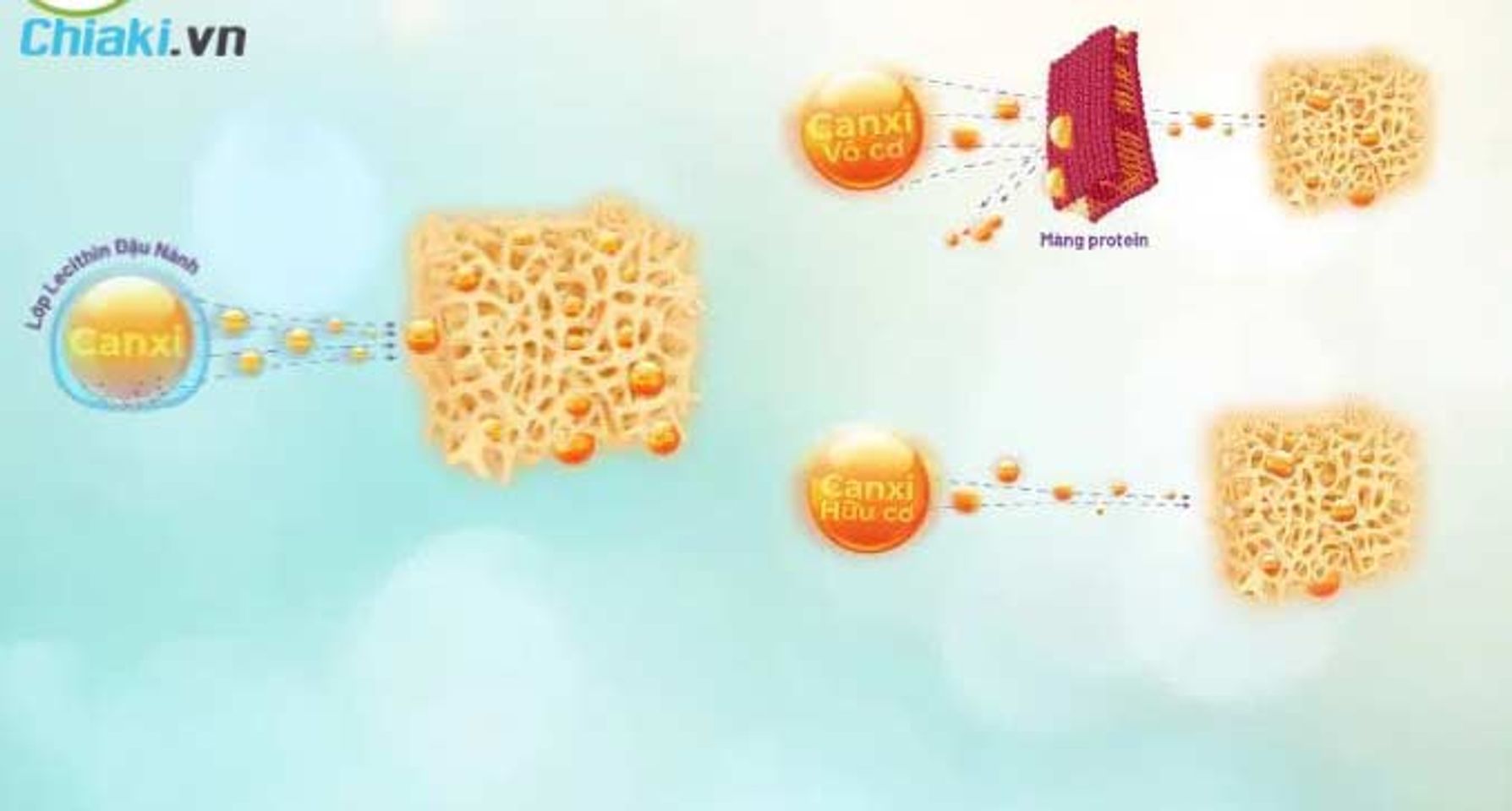Canxi sinh học v&agrave; canxi hữu cơ