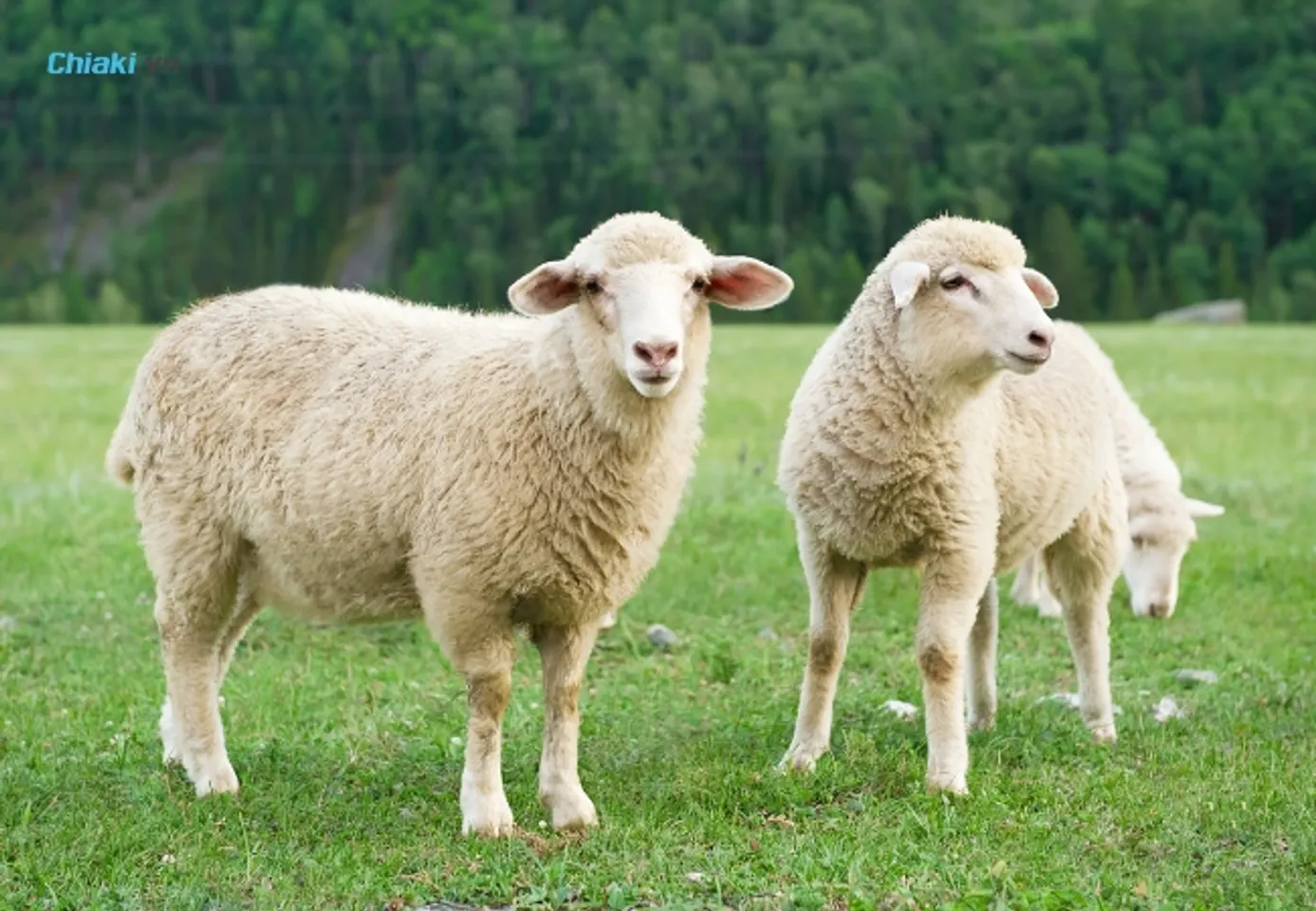 Mặt nạ nhau thai cừu hỗ trợ chống lão hóa