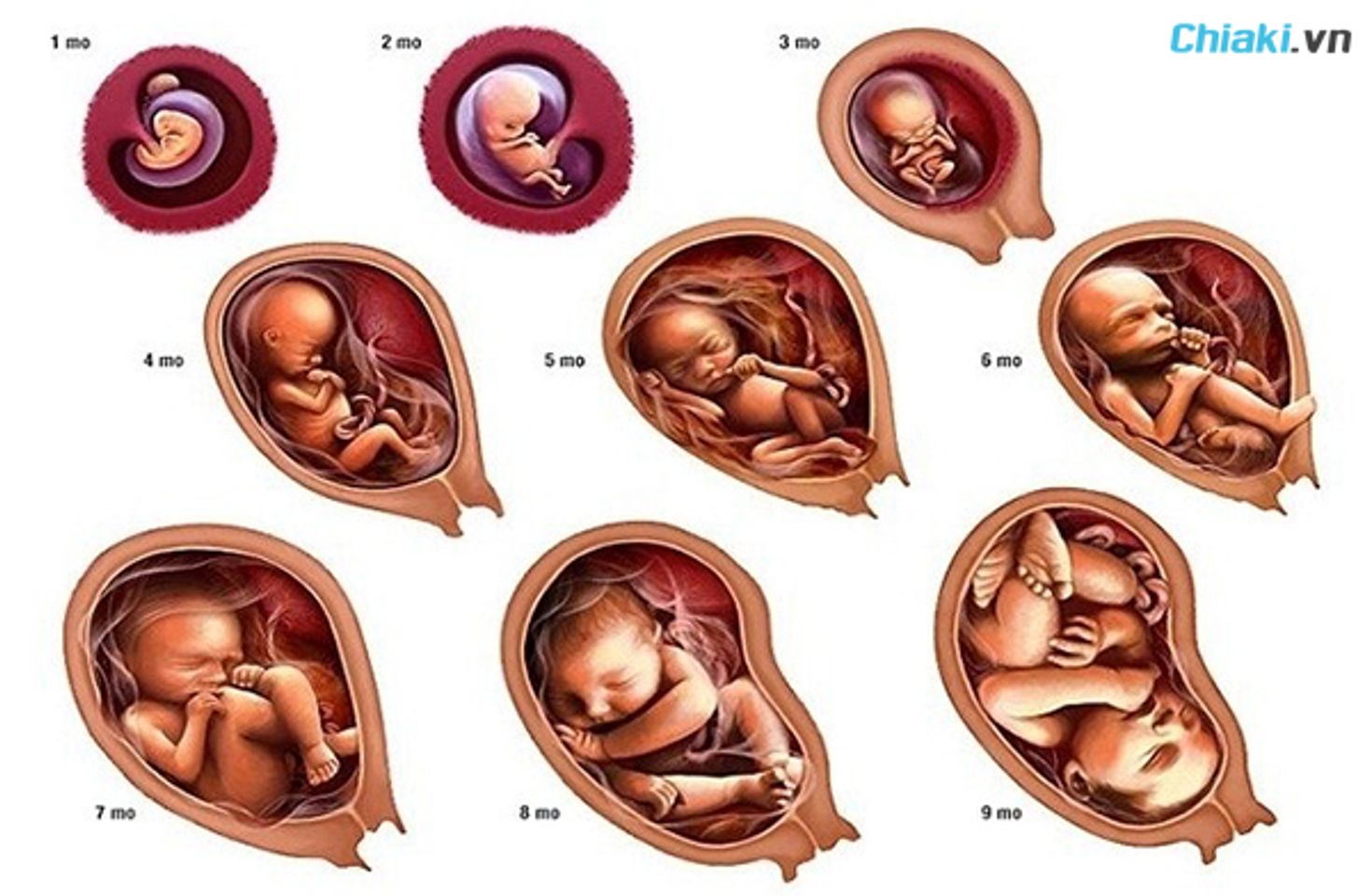 n&ecirc;n theo d&otilde;i c&acirc;n nặng thai nhi để biết được con c&oacute; ph&aacute;t triển khỏe mạnh kh&ocirc;ng
