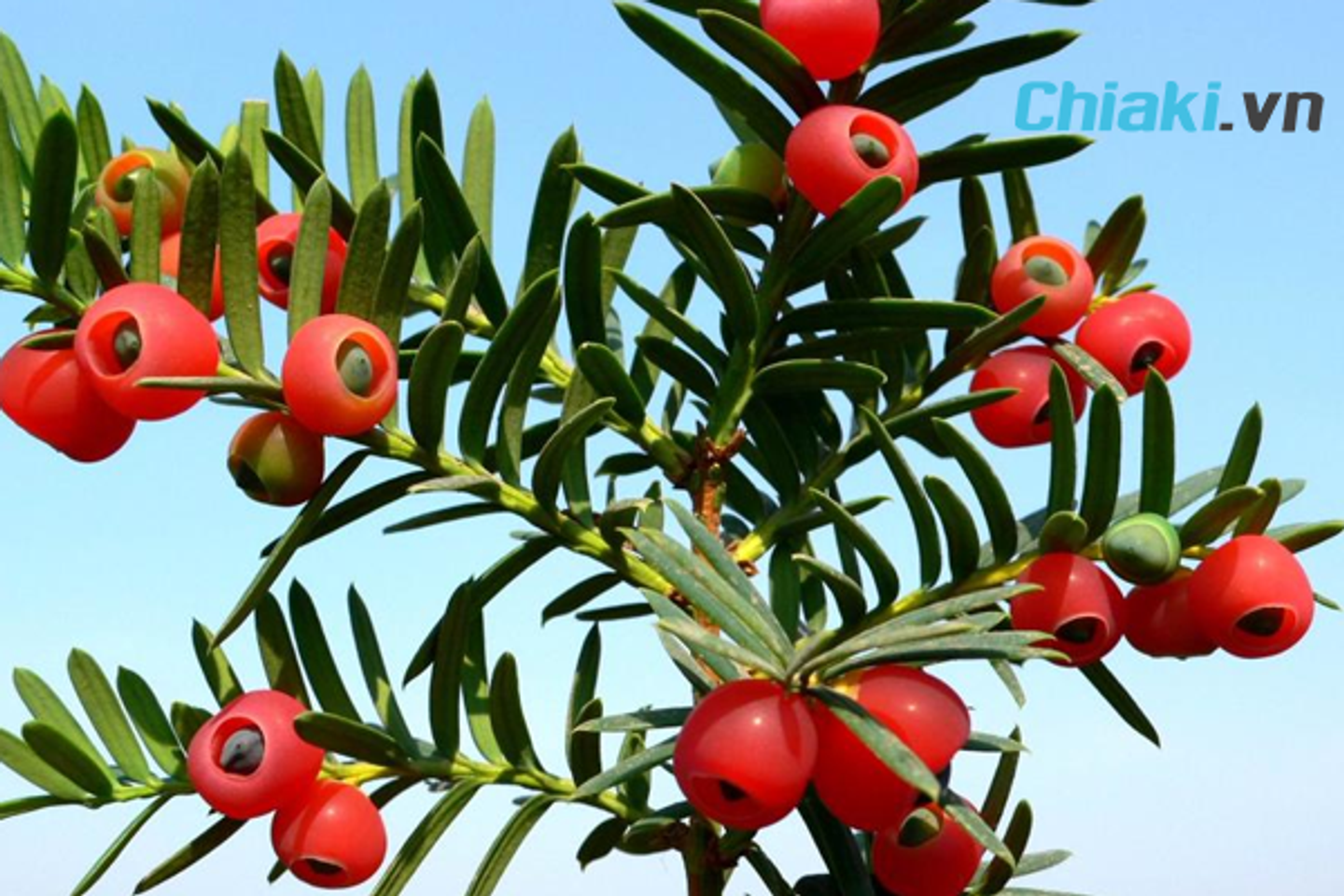 Tinh dầu th&ocirc;ng đỏ H&agrave;n Quốc chứa h&agrave;m lượng dưỡng chất cao