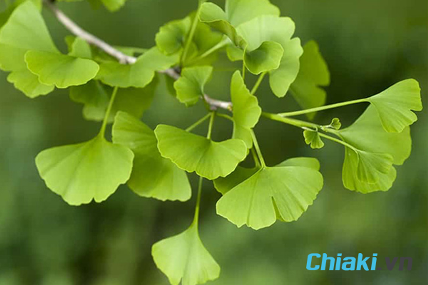 L&aacute; bạch quả