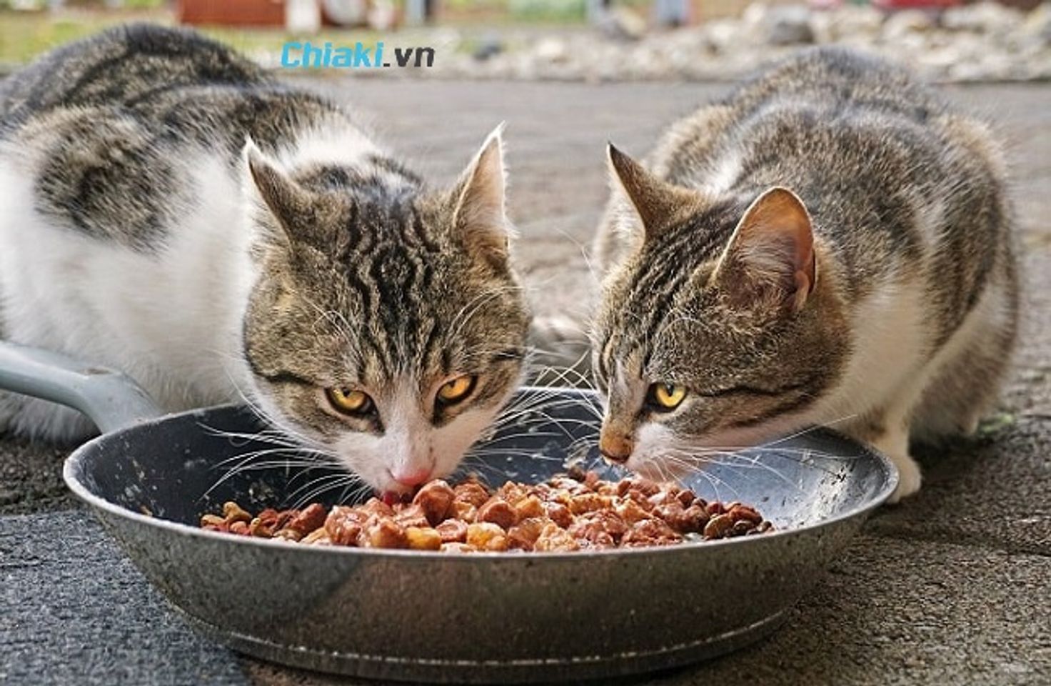 Tại sao n&ecirc;n cho m&egrave;o ăn pate?