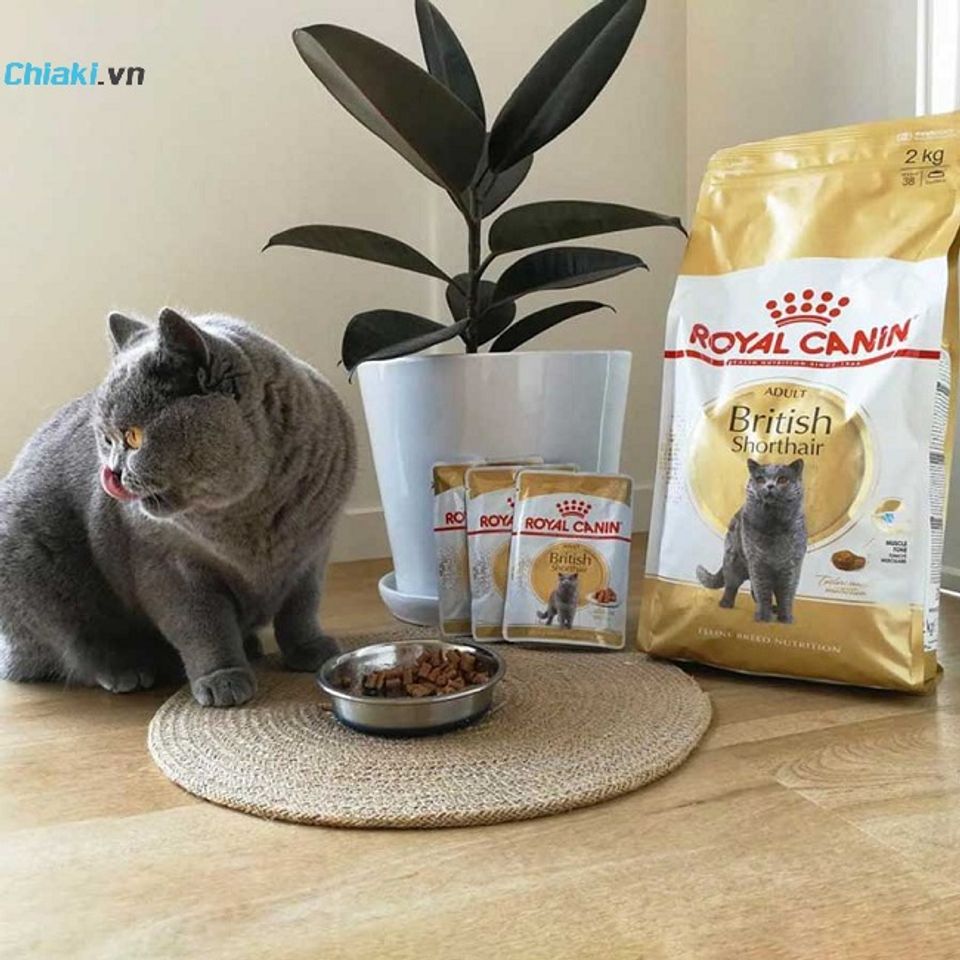 Pate cho m&egrave;o Anh l&ocirc;ng ngắn Royal Canin British Shorthair