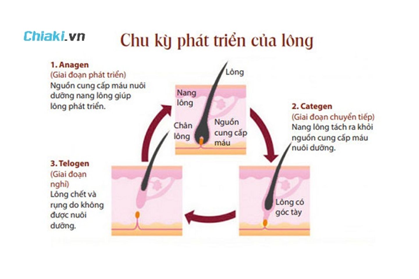 Chu kỳ ph&aacute;t triển của l&ocirc;ng mi