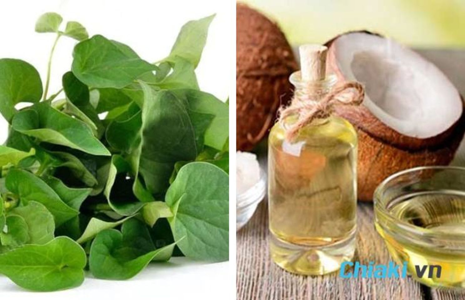 C&aacute;ch l&agrave;m mặt nạ rau diếp c&aacute; dầu dừa